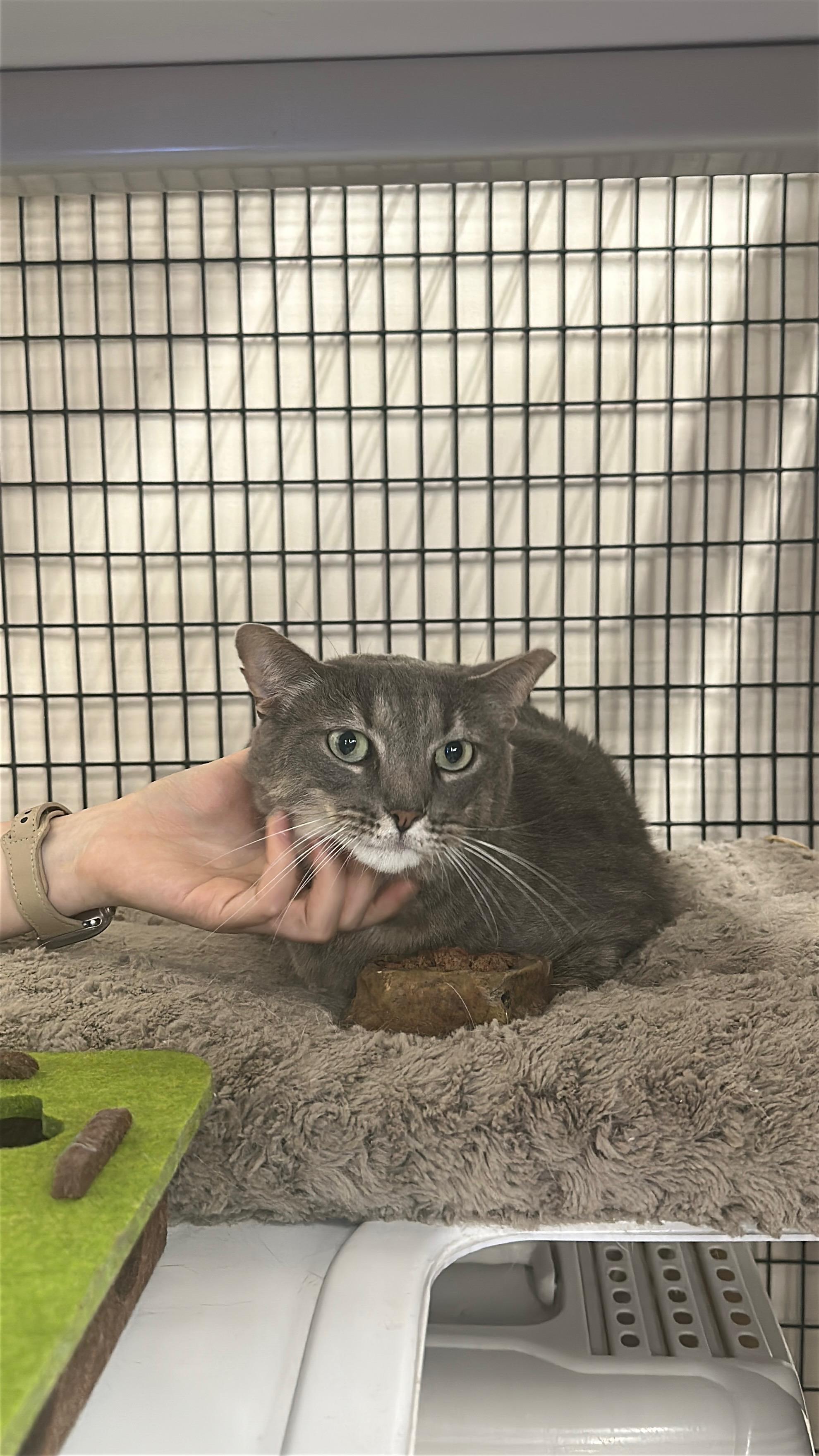 Augustus, a ADOPTABLE Domestic Short Hair in Mauldin, SC image 3/5