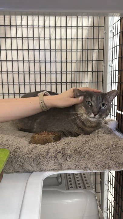 Enlarge Augustus, a ADOPTABLE Domestic Short Hair in Mauldin, SC video 2/5
