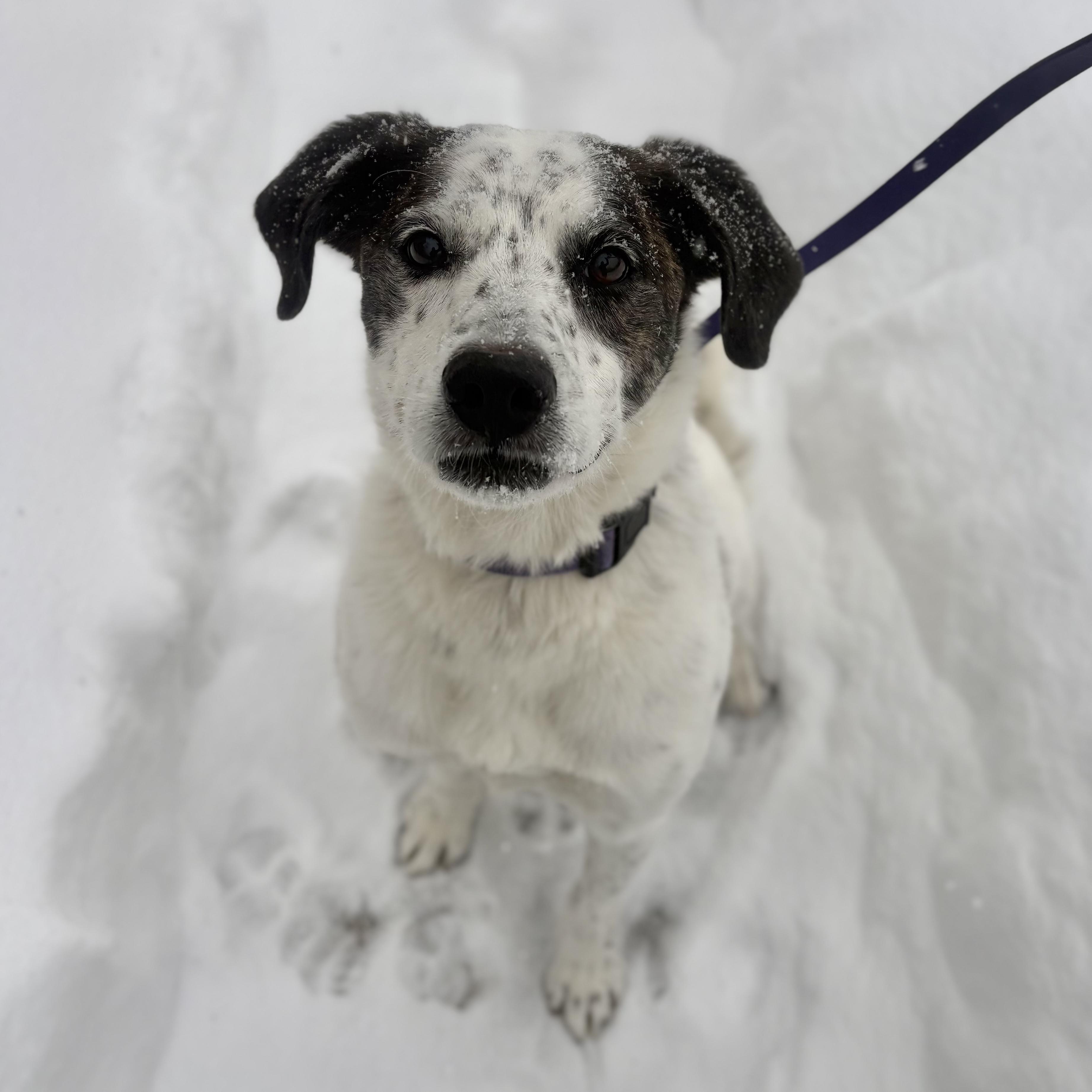 Enlarge Spree - My Fee Has Been Sponsored!, a Adoptable mixed breed in Briarcliff Manor, NY image 1/6