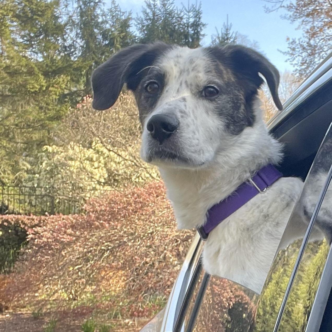 Enlarge Spree - My fee has been sponsored!, a Adoptable mixed breed in Briarcliff Manor, NY image 4/5