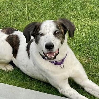 Enlarge Spree - My fee has been sponsored!, a Adoptable mixed breed in Briarcliff Manor, NY image 3/5