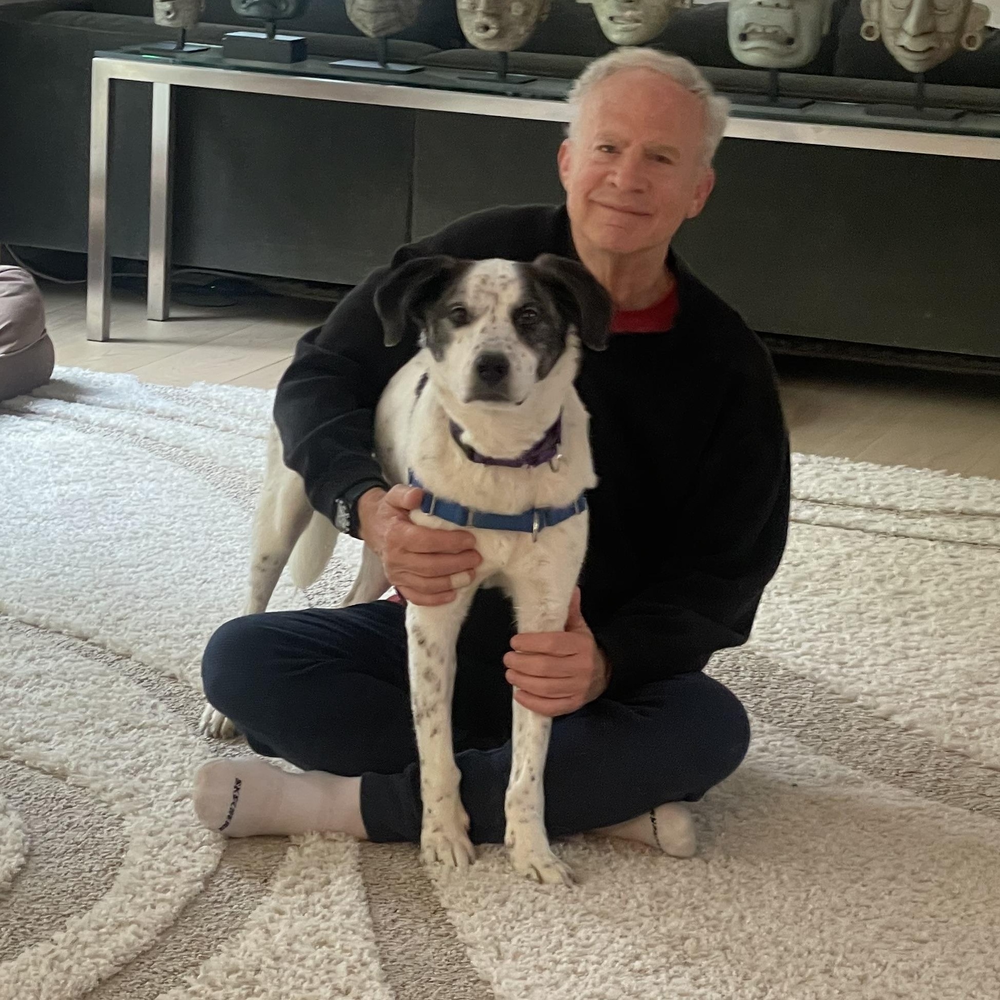 Enlarge Spree - My fee has been sponsored!, a Adoptable mixed breed in Briarcliff Manor, NY image 5/5