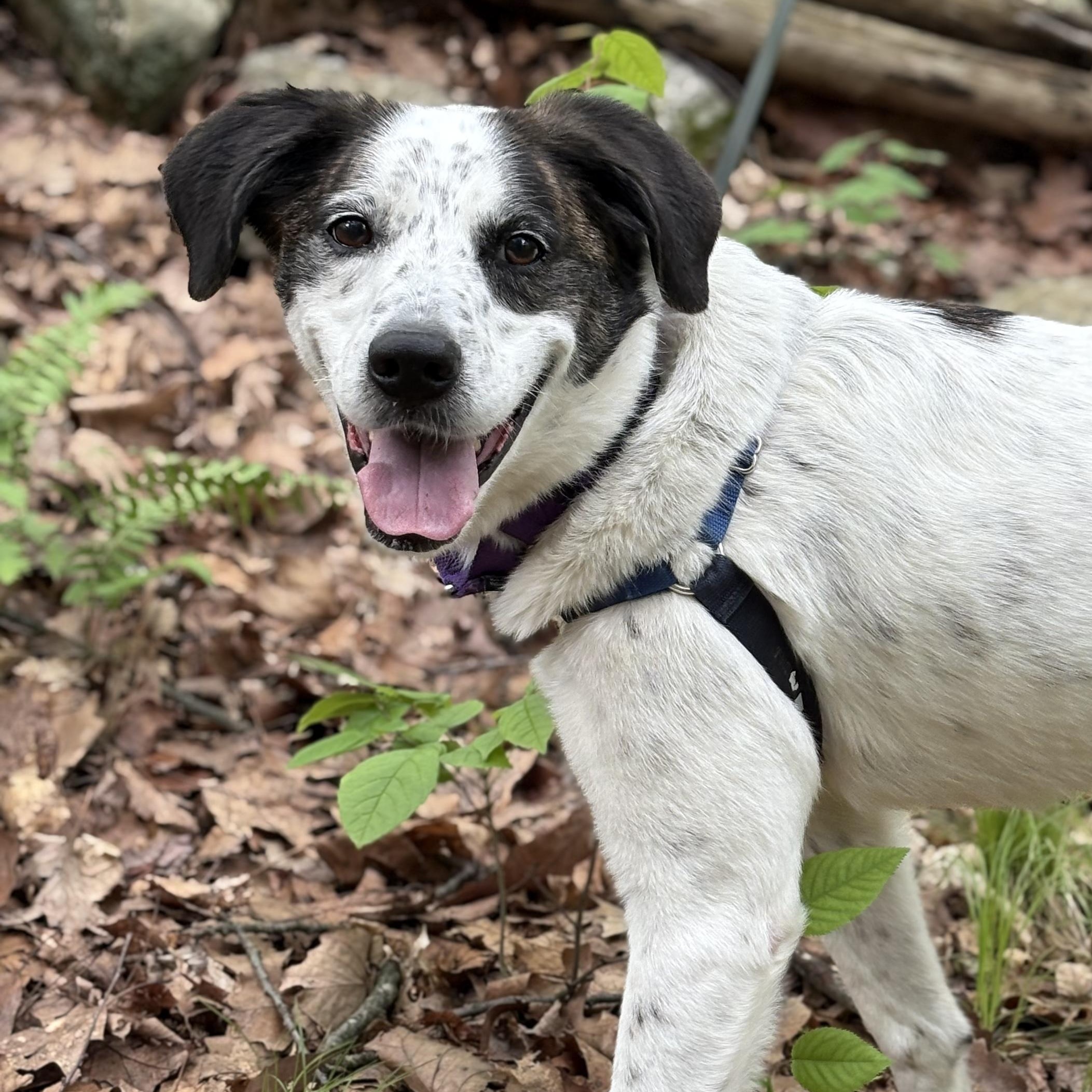 Enlarge Spree - My fee has been sponsored!, a Adoptable mixed breed in Briarcliff Manor, NY image 1/5