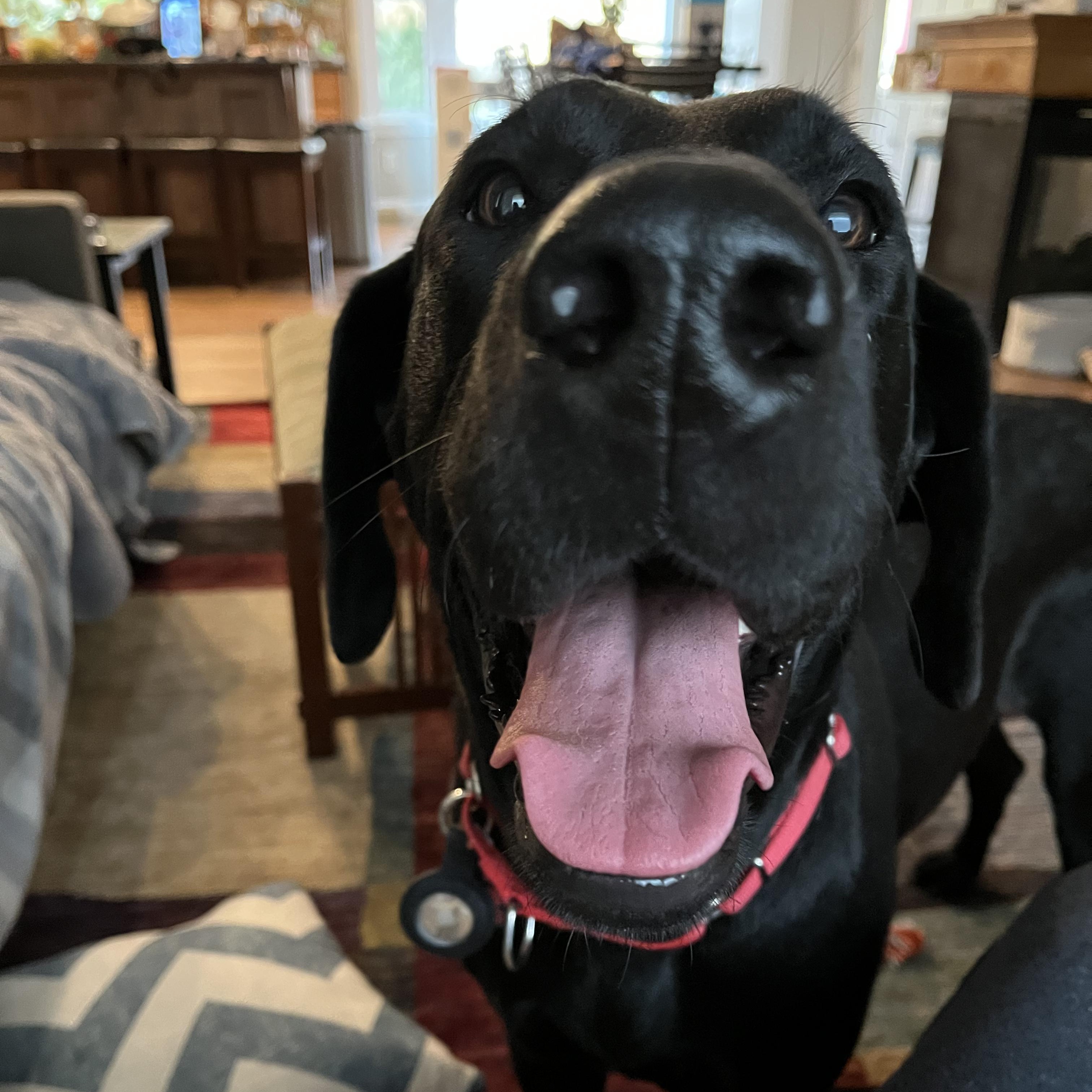 Susie Q, a Adoptable mixed breed in Elk, WA image 5/6