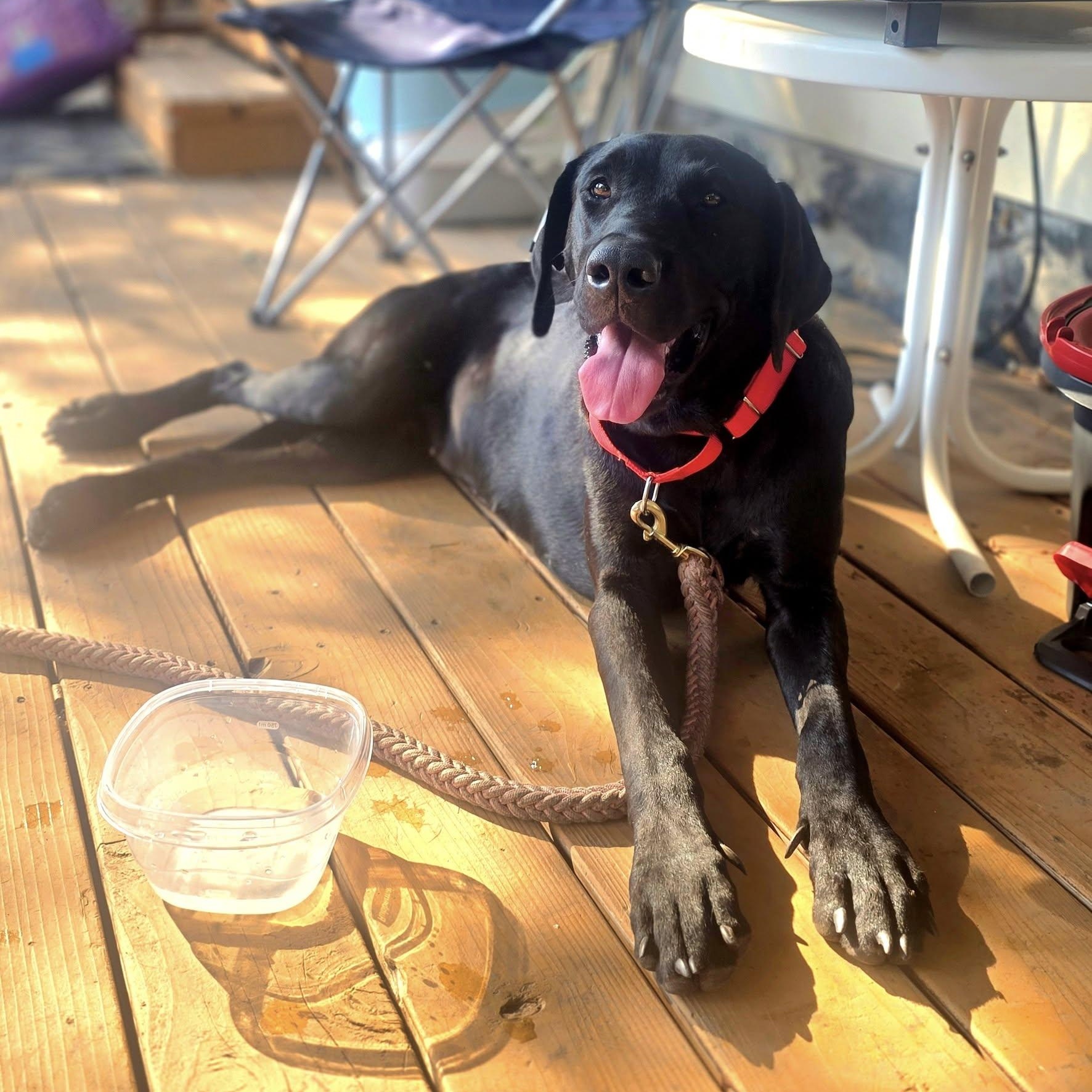 Susie Q, a Adoptable mixed breed in Elk, WA image 4/6