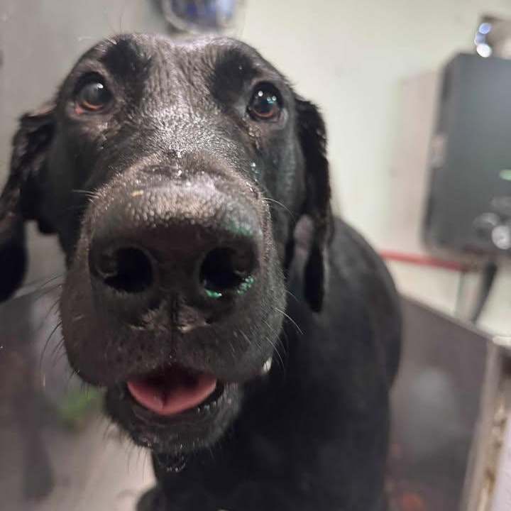 Susie Q, a Adoptable mixed breed in Elk, WA image 2/6