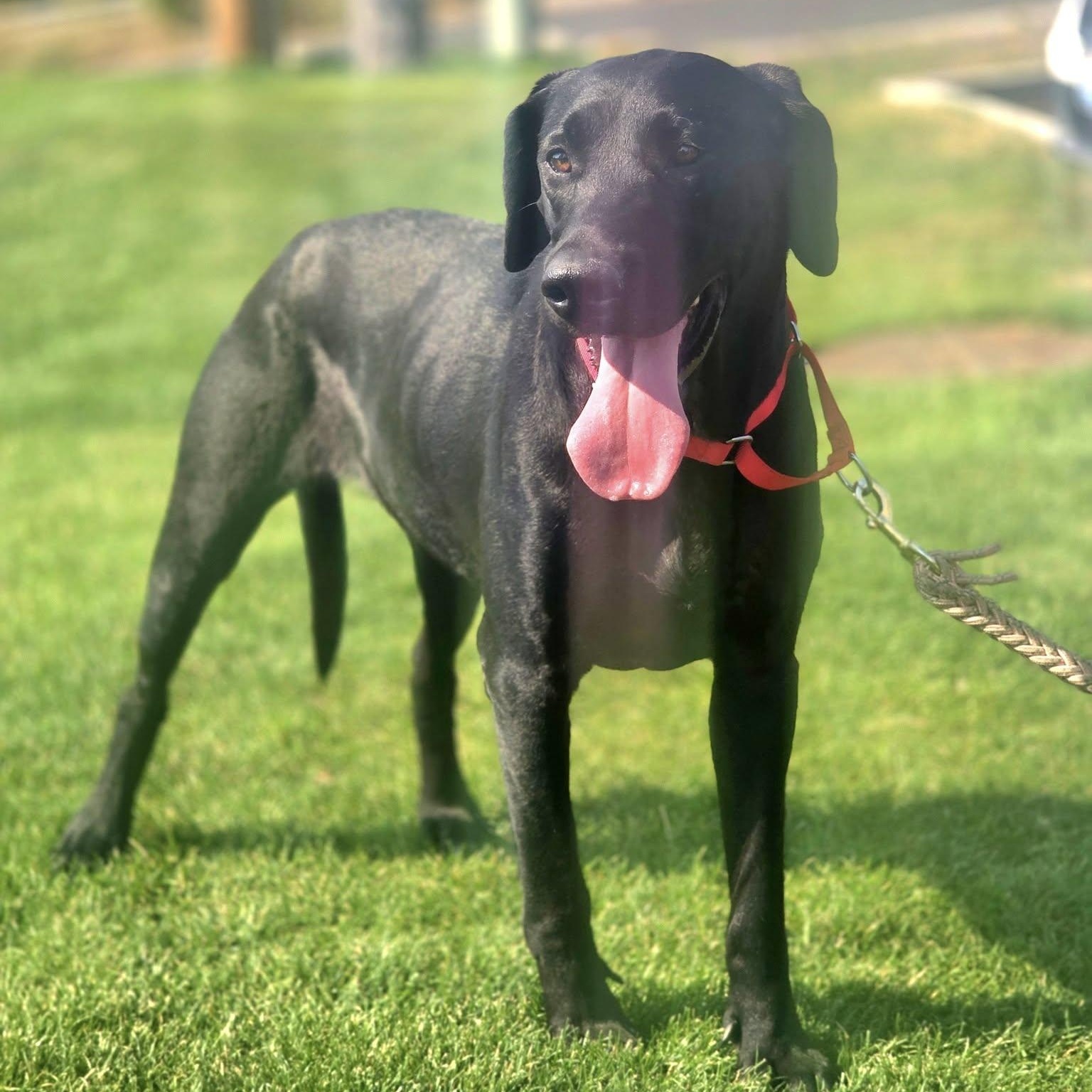 Susie Q, Adoptable, Adult Male Black Labrador Retriever & Great Dane.