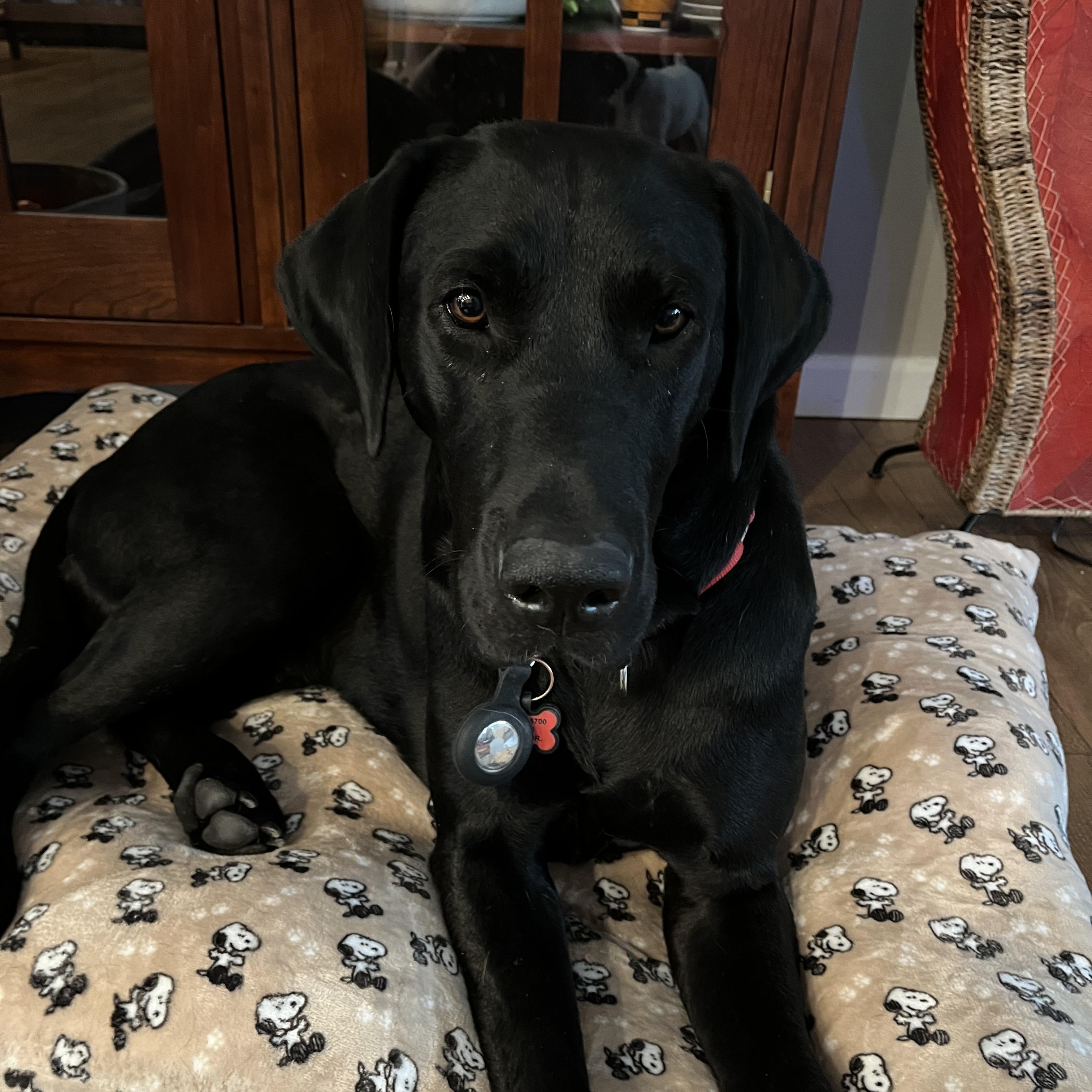 Susie Q, a Adoptable mixed breed in Elk, WA image 6/6