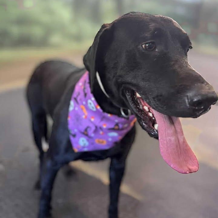 Susie Q, a Adoptable mixed breed in Elk, WA image 3/6