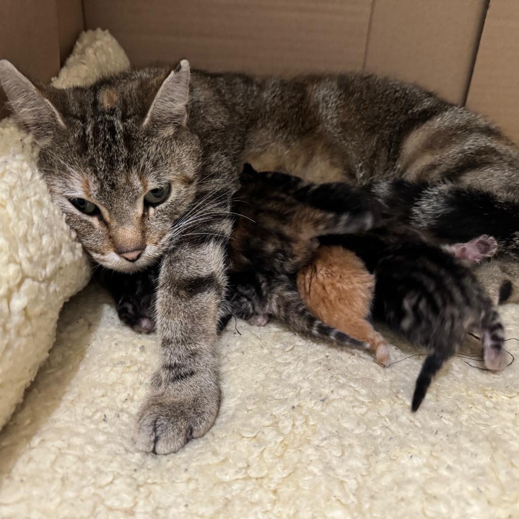 Enlarge Isla, a Adoptable Domestic Short Hair in Redwood Falls, MN image 1/2