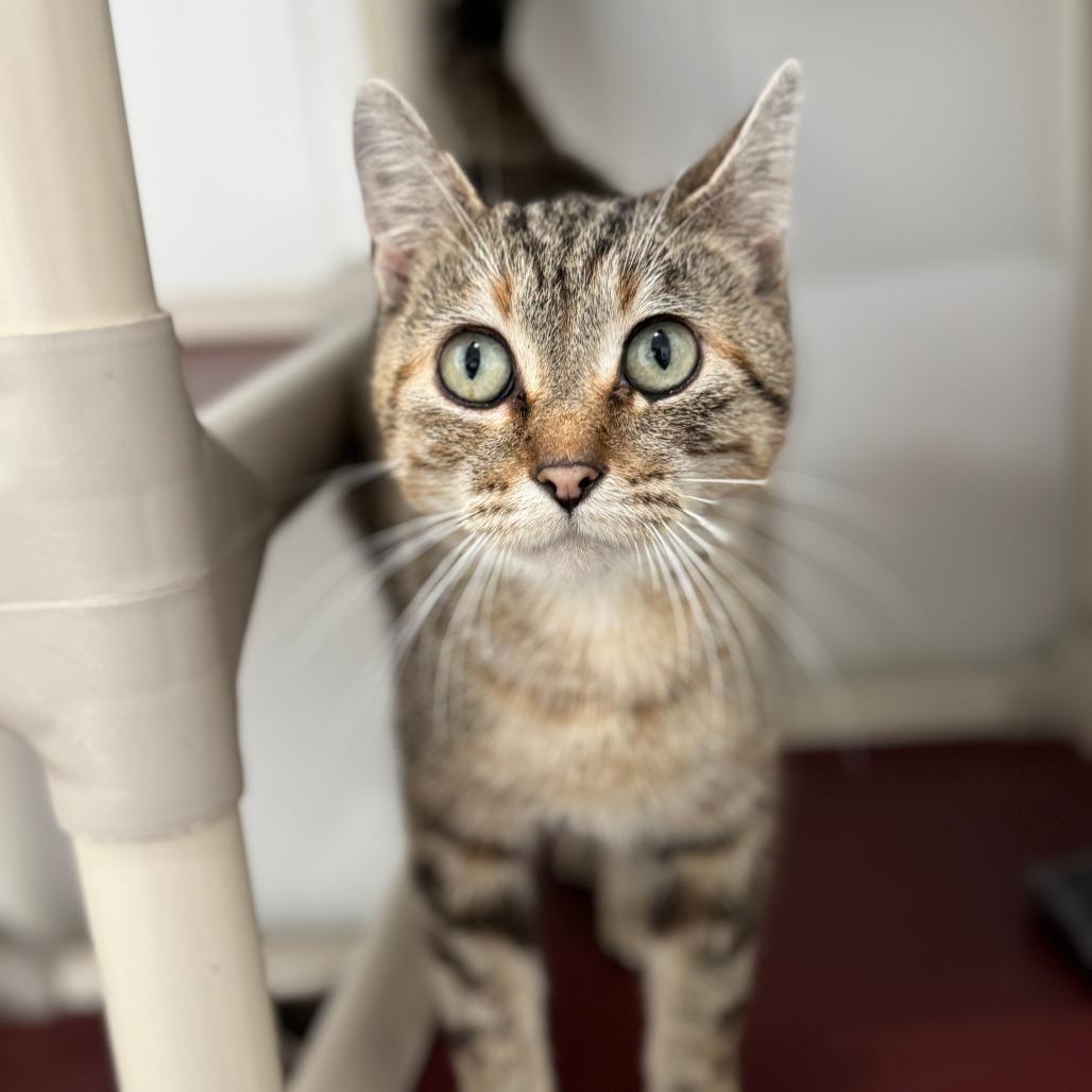 Enlarge Isla, a Adoptable Domestic Short Hair in Redwood Falls, MN image 2/2