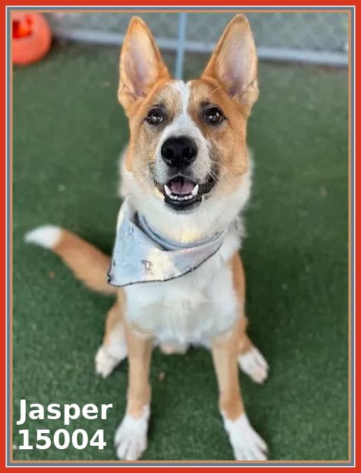 JASPER