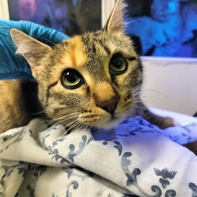 Enlarge POPPY, a Adoptable Domestic Short Hair in Pueblo, CO image 1/1