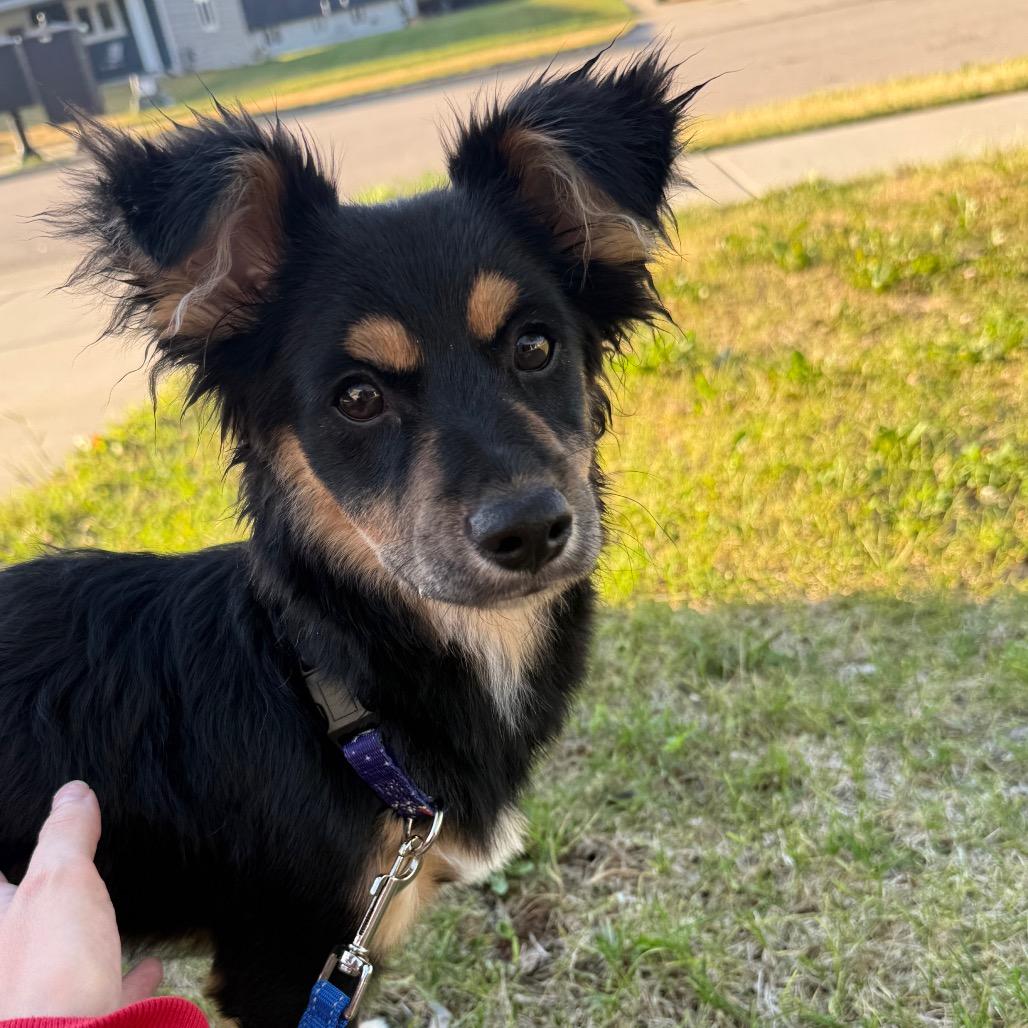 Jordy, Adoptable, Young Male Shepherd & Mixed Breed.