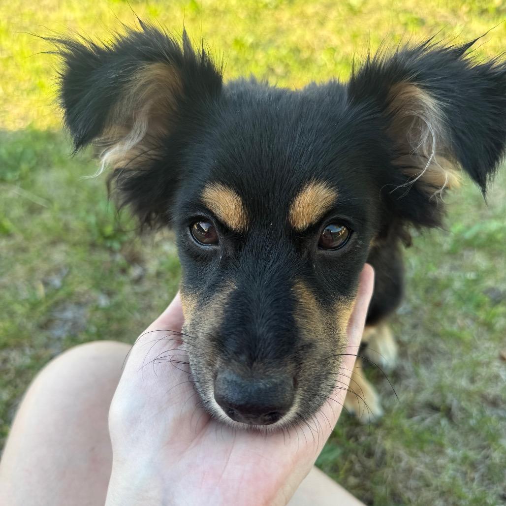 Jordy, a Adoptable mixed breed in Alma, WI image 2/6