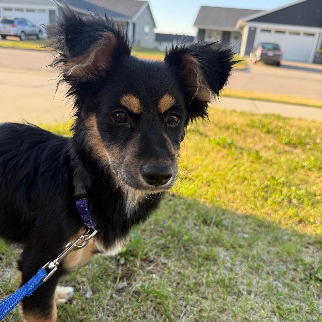 Jordy, a Adoptable mixed breed in Alma, WI image 3/6