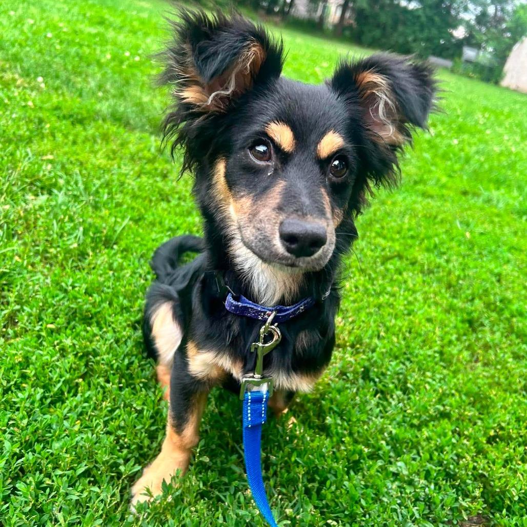 Jordy, a Adoptable mixed breed in Alma, WI image 5/6