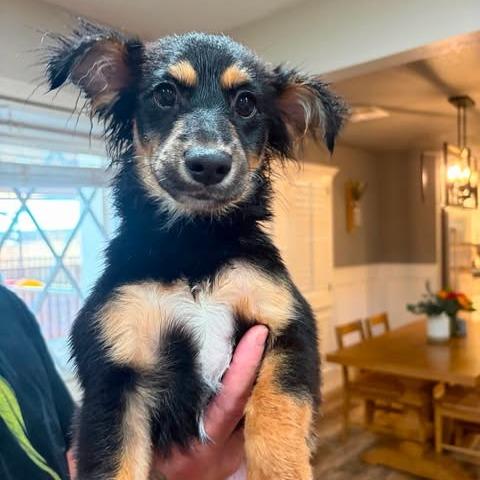 Jordy, a Adoptable mixed breed in Alma, WI image 6/6