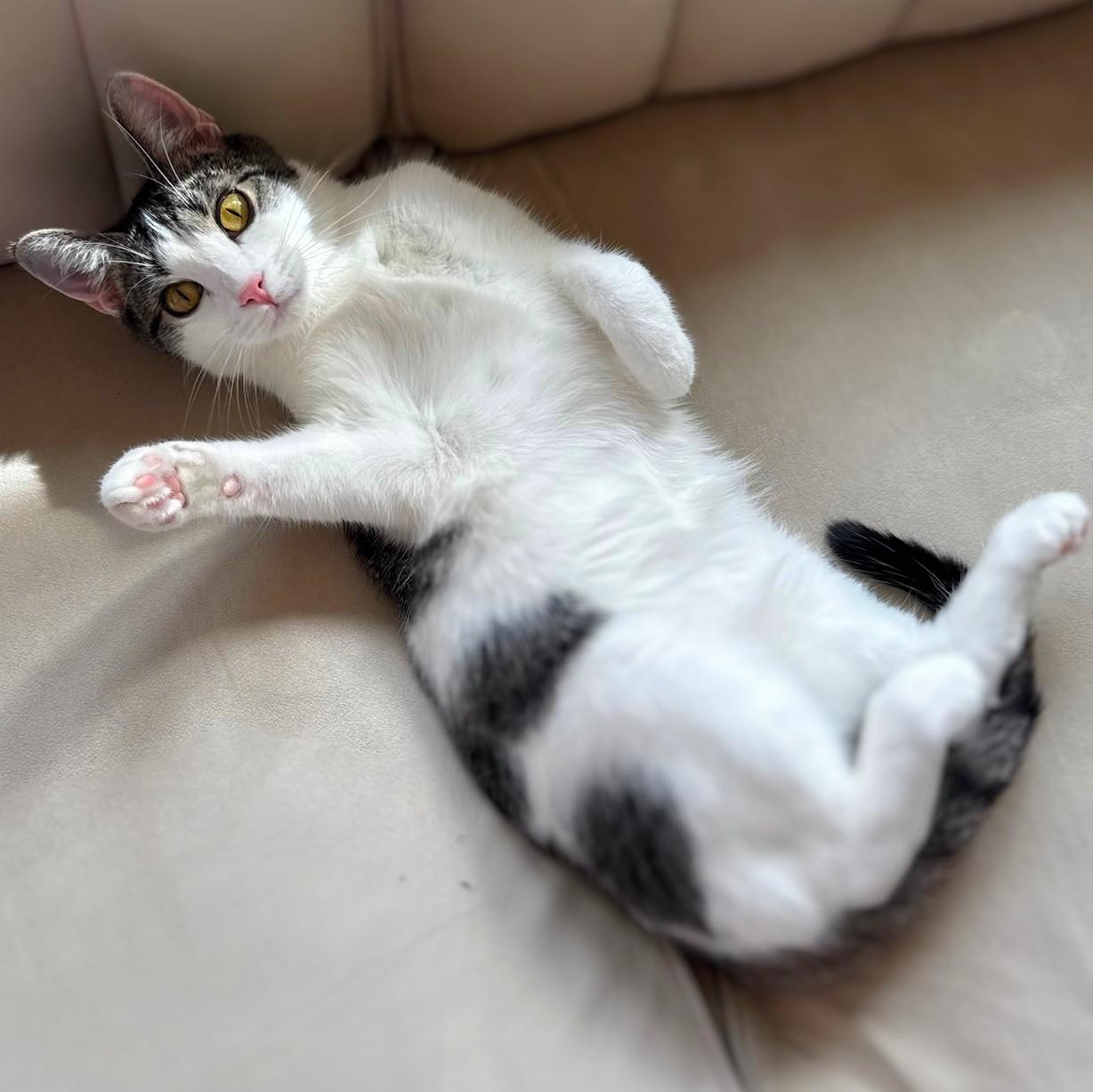 Enlarge Hazel, a ADOPTABLE mixed breed in Chicago, IL image 2/6