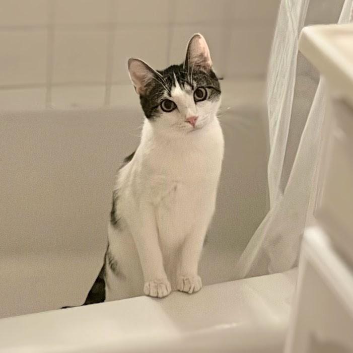 Enlarge Hazel, a ADOPTABLE mixed breed in Chicago, IL image 4/6