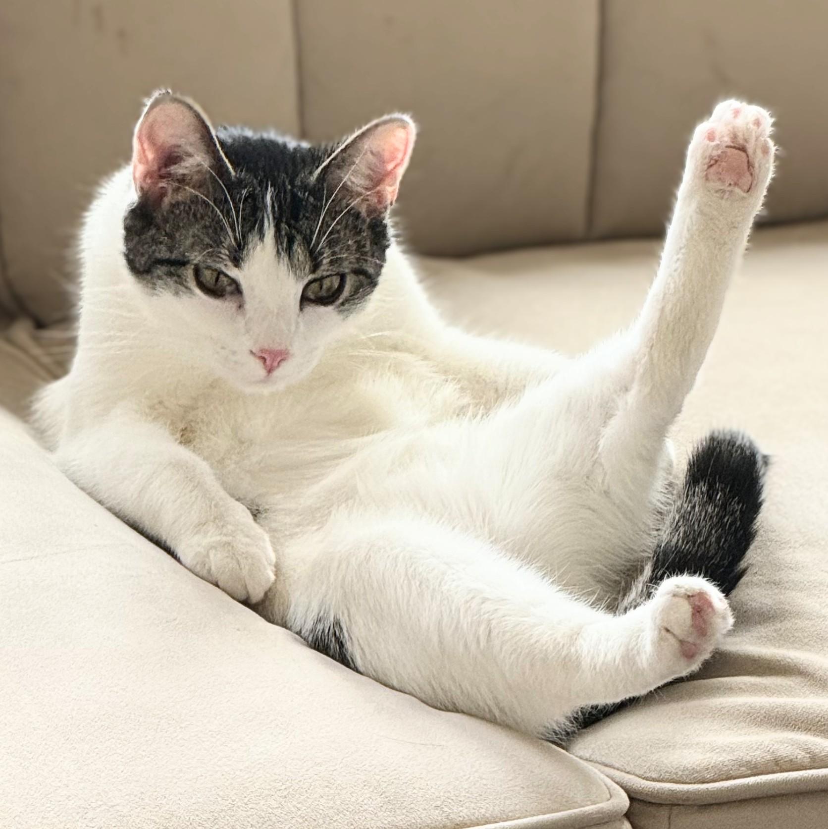 Enlarge Hazel, a ADOPTABLE mixed breed in Chicago, IL image 5/6