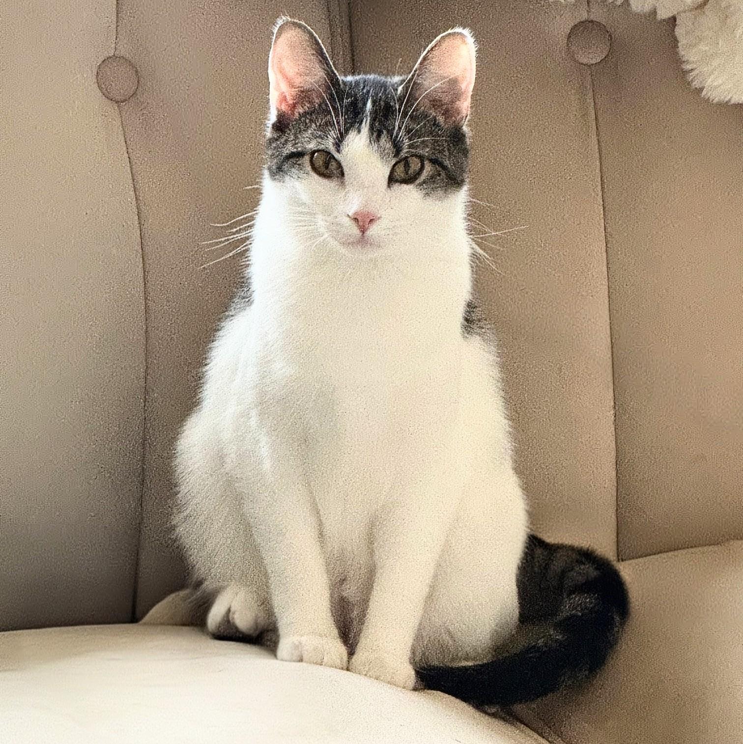 Enlarge Hazel, a ADOPTABLE mixed breed in Chicago, IL image 3/6