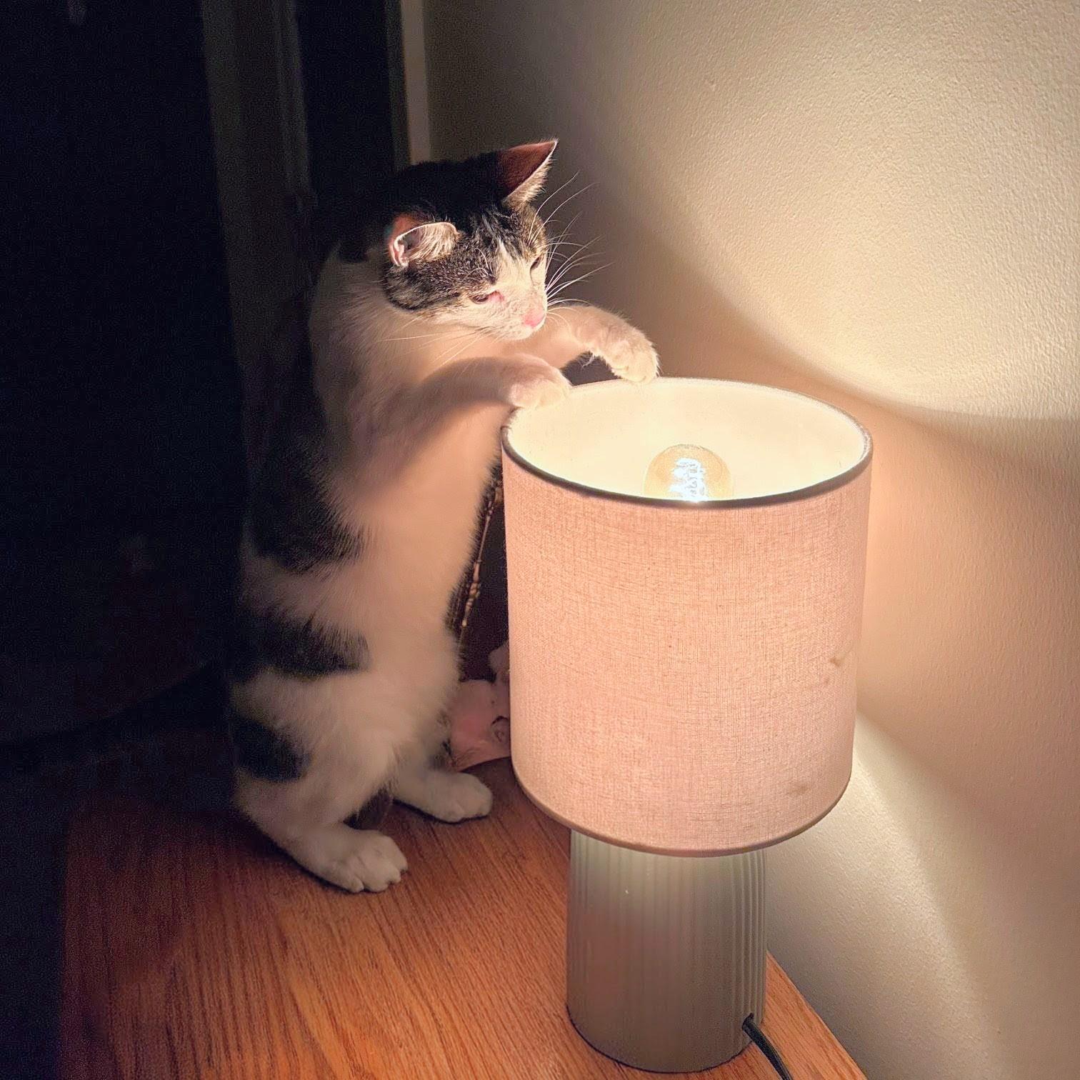 Enlarge Hazel, a ADOPTABLE mixed breed in Chicago, IL image 6/6