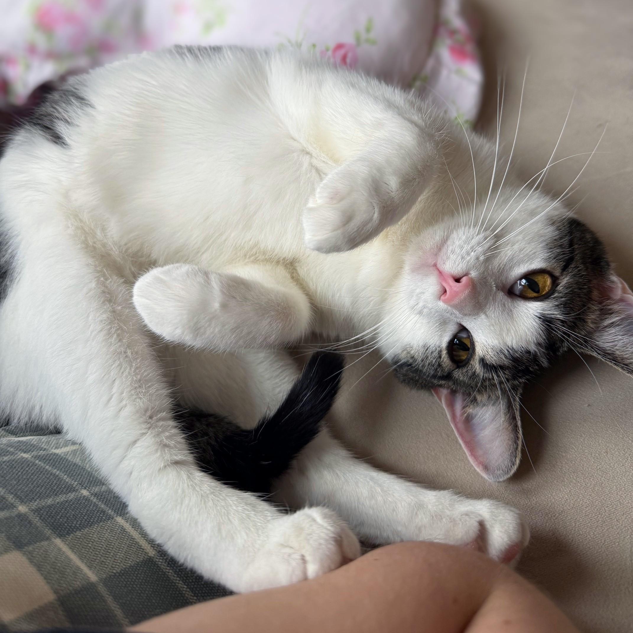 Hazel, ADOPTABLE, Young Female Domestic Short Hair & Tabby.