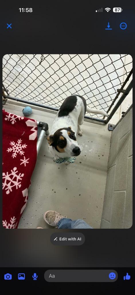 Enlarge Lula, a Adoptable mixed breed in Camden, TN image 1/1