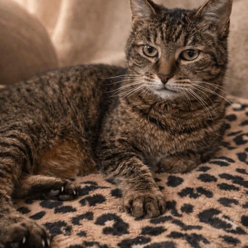 Chloe, Adoptable, Adult Female Domestic Short Hair.