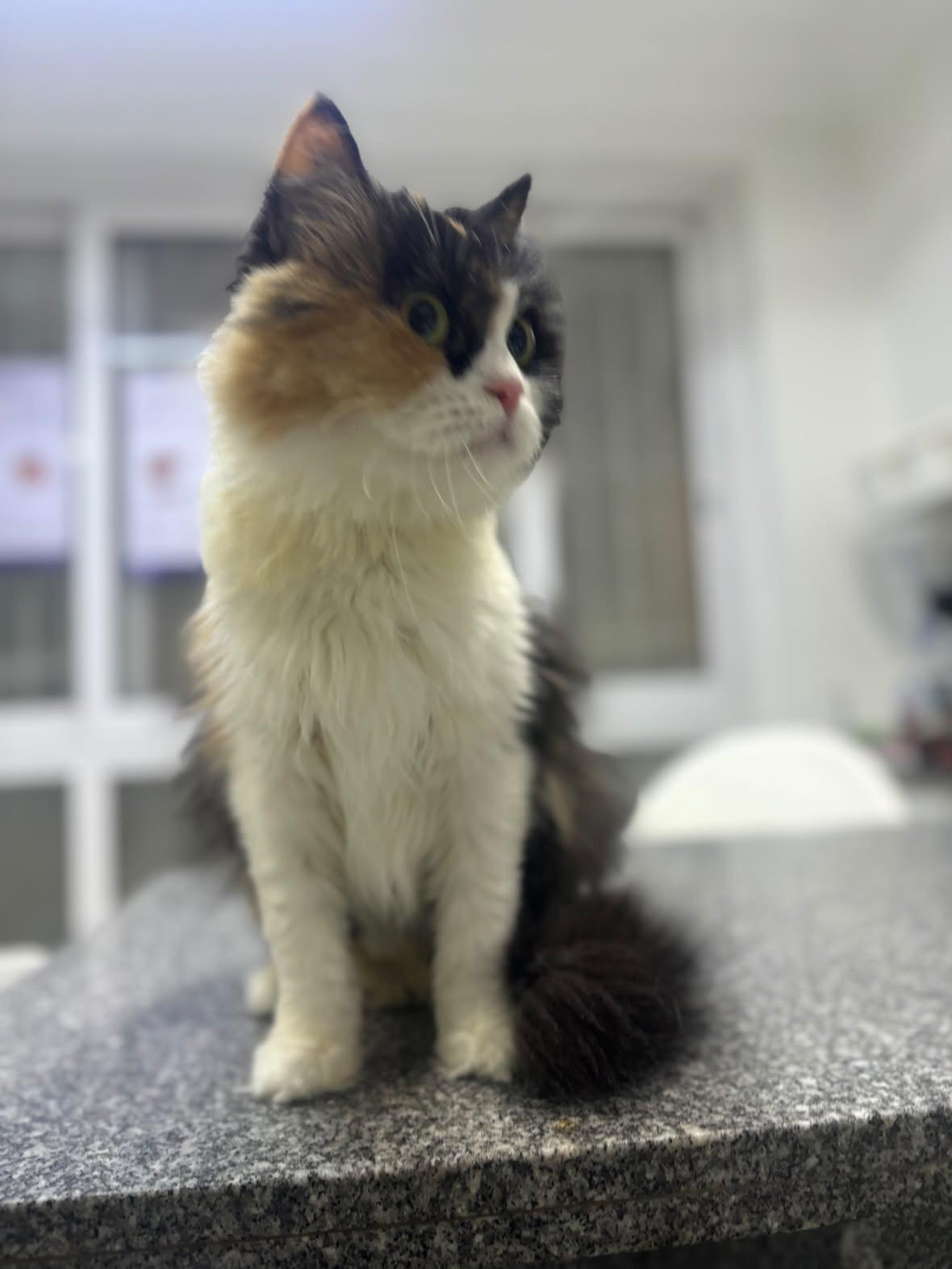 Enlarge Gamila - super friendly and loving, a ADOPTABLE mixed breed in North York, ON image 3/4