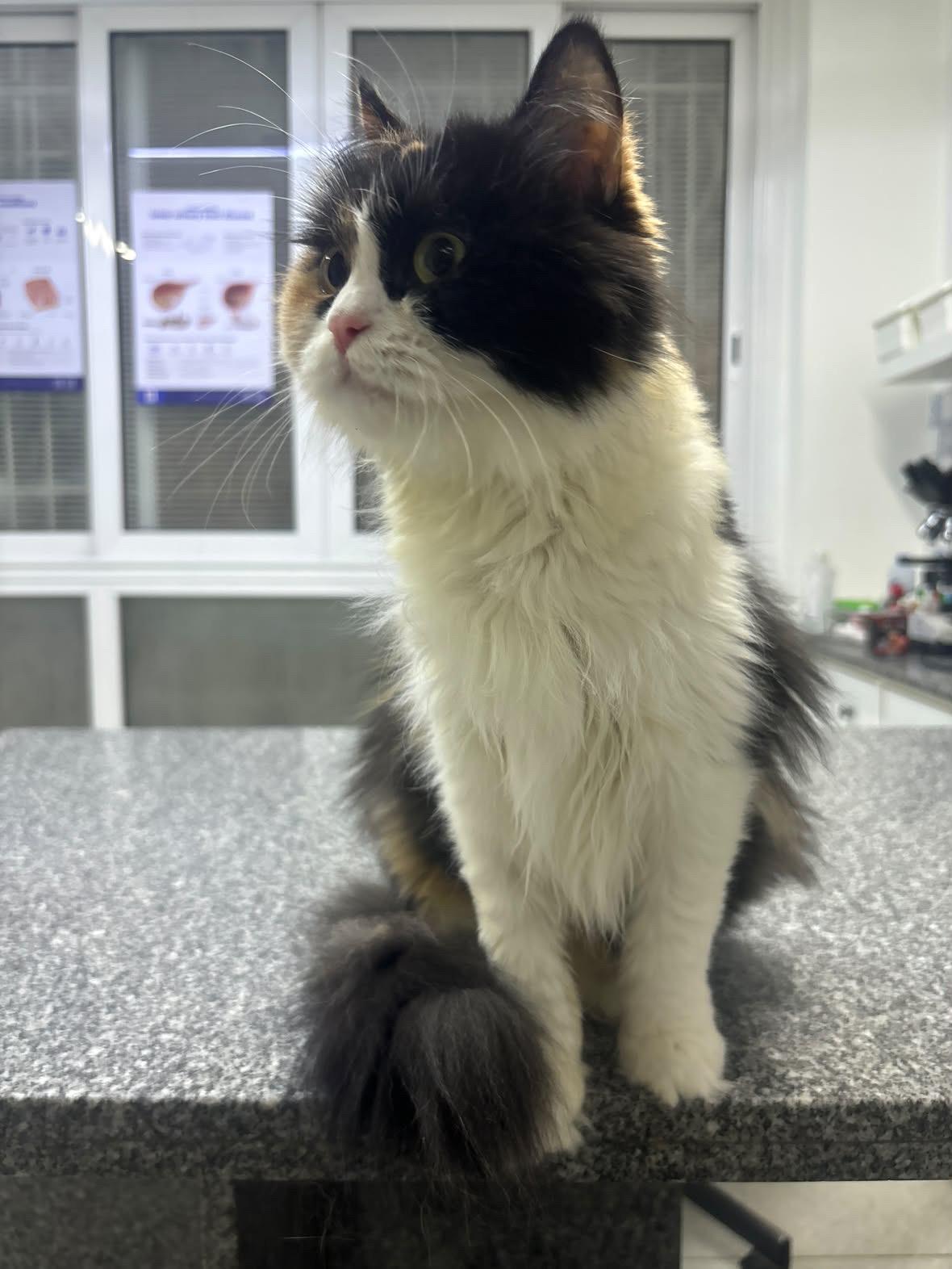 Enlarge Gamila - super friendly and loving, a ADOPTABLE mixed breed in North York, ON image 2/4