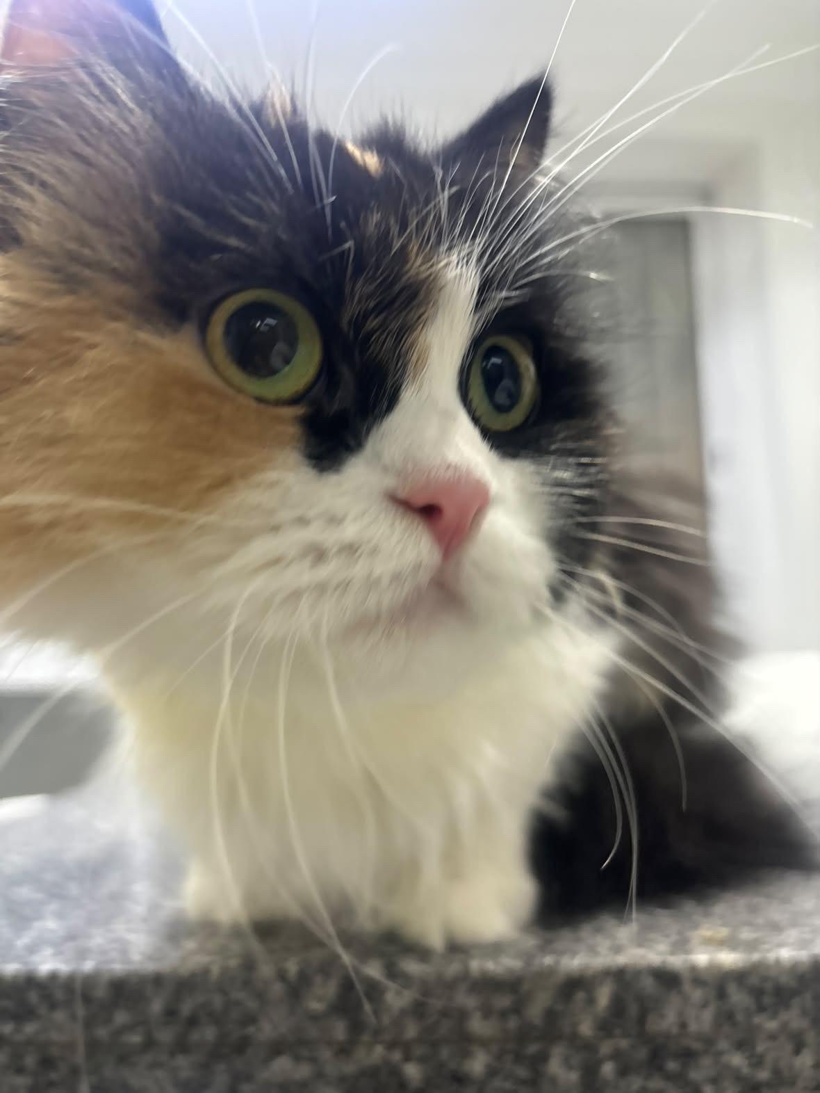 Enlarge Gamila - super friendly and loving, a ADOPTABLE mixed breed in North York, ON image 4/4