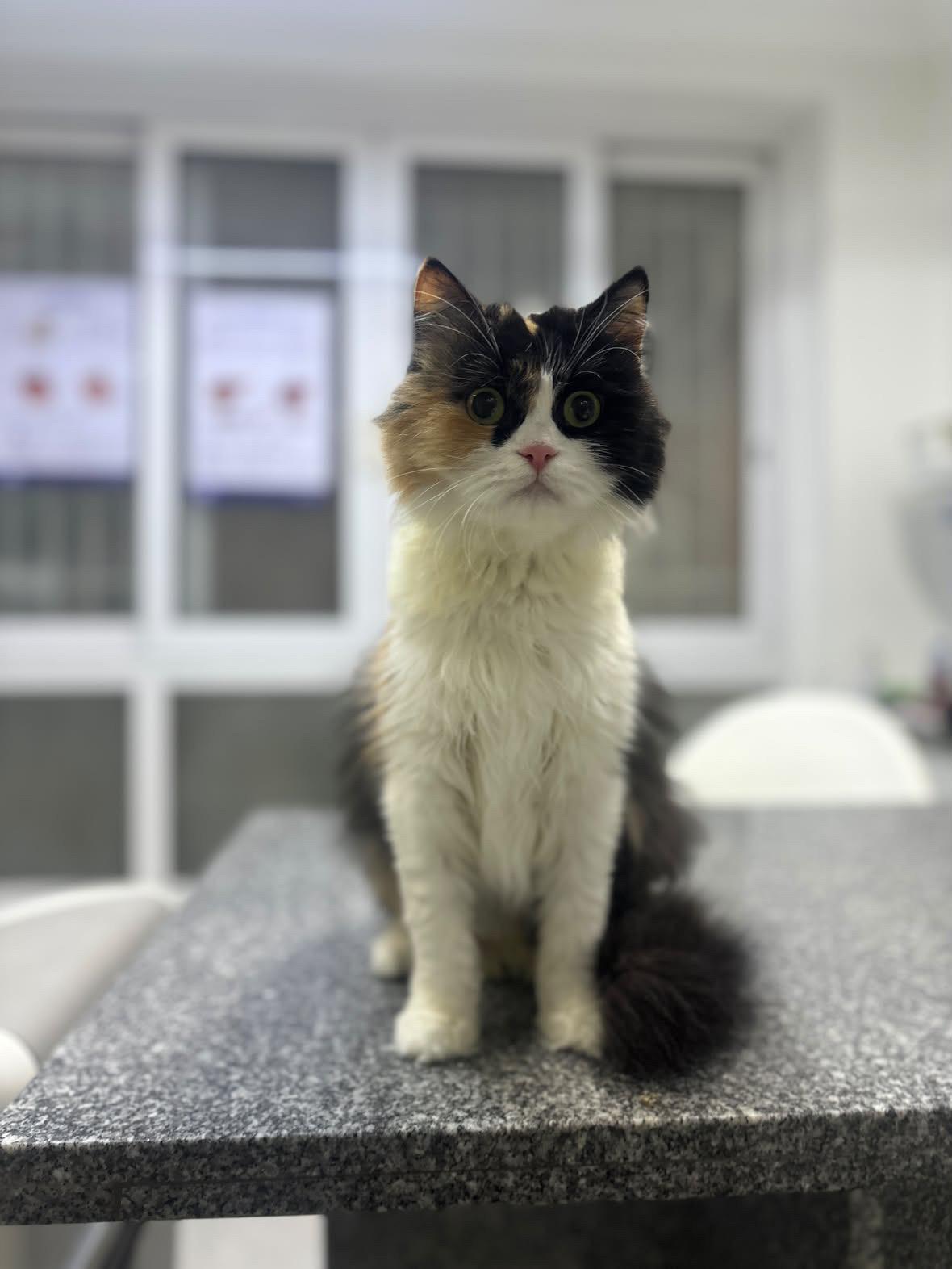 Enlarge Gamila - super friendly and loving, a ADOPTABLE mixed breed in North York, ON image 1/4