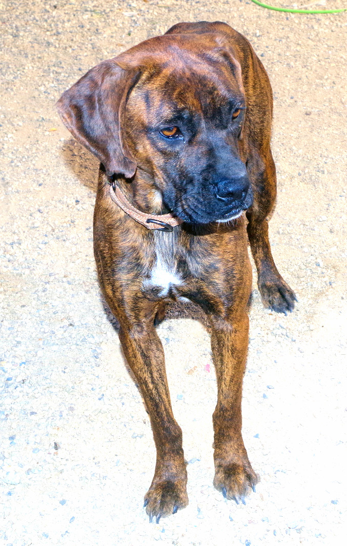 SOLAR, a Adoptable Boxer in Kuna, ID image 6/9