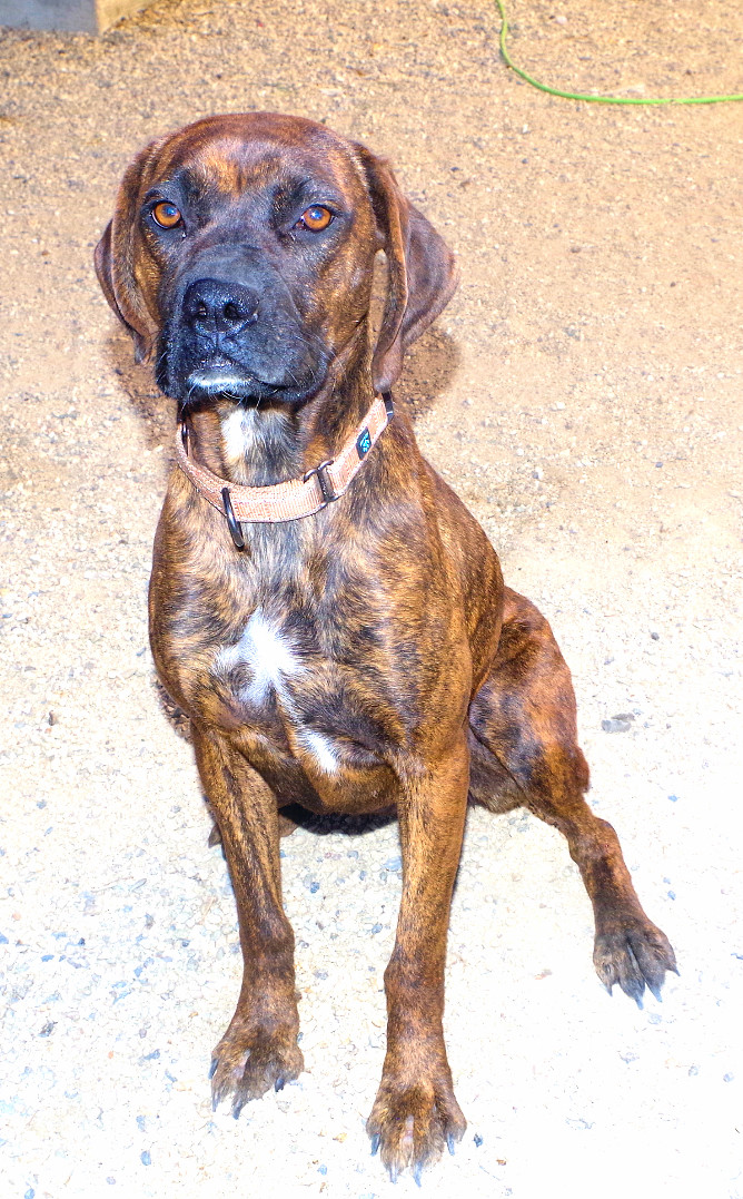 Enlarge SOLAR, a Adoptable Boxer in Kuna, ID image 7/9