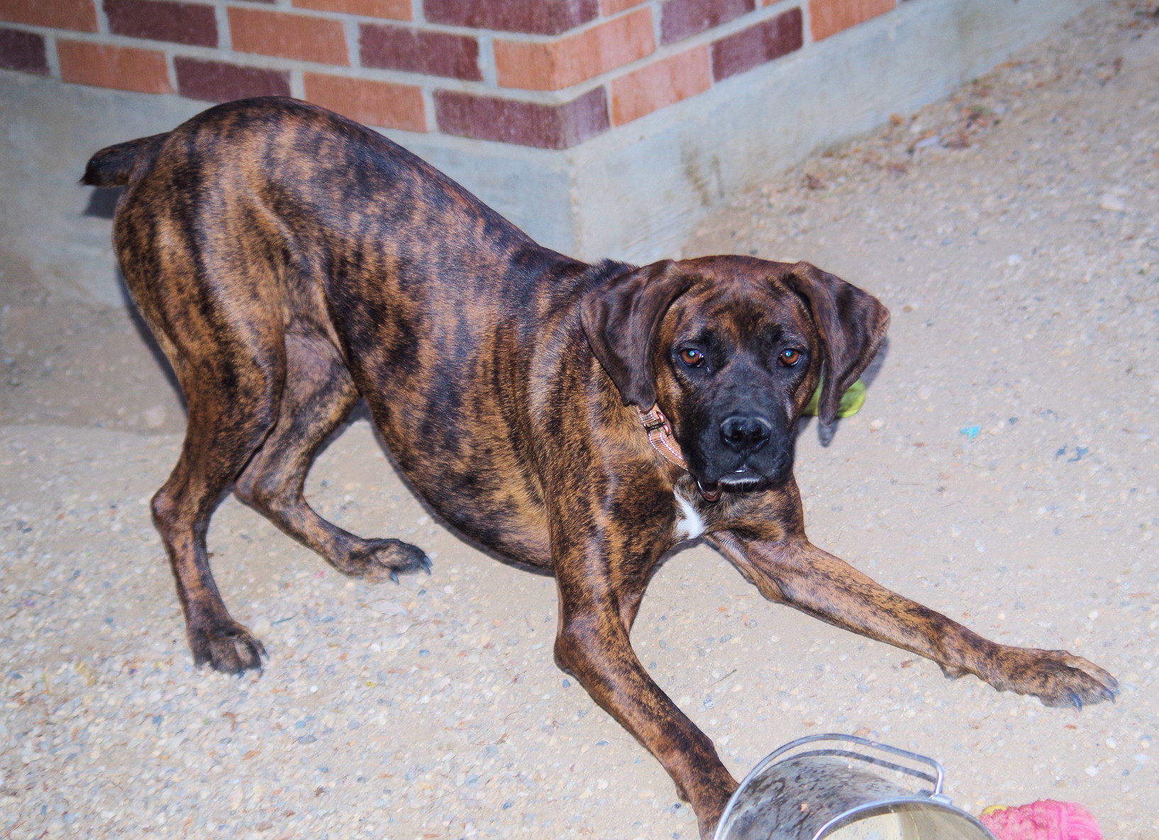 Enlarge SOLAR, a Adoptable Boxer in Kuna, ID image 8/9