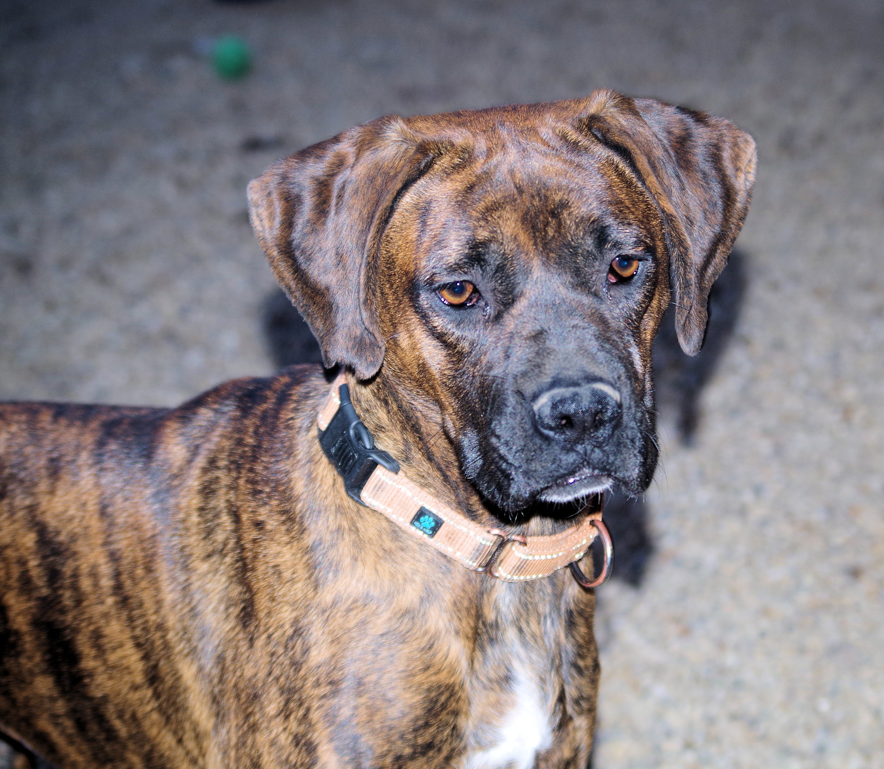 Enlarge SOLAR, a Adoptable Boxer in Kuna, ID image 9/9