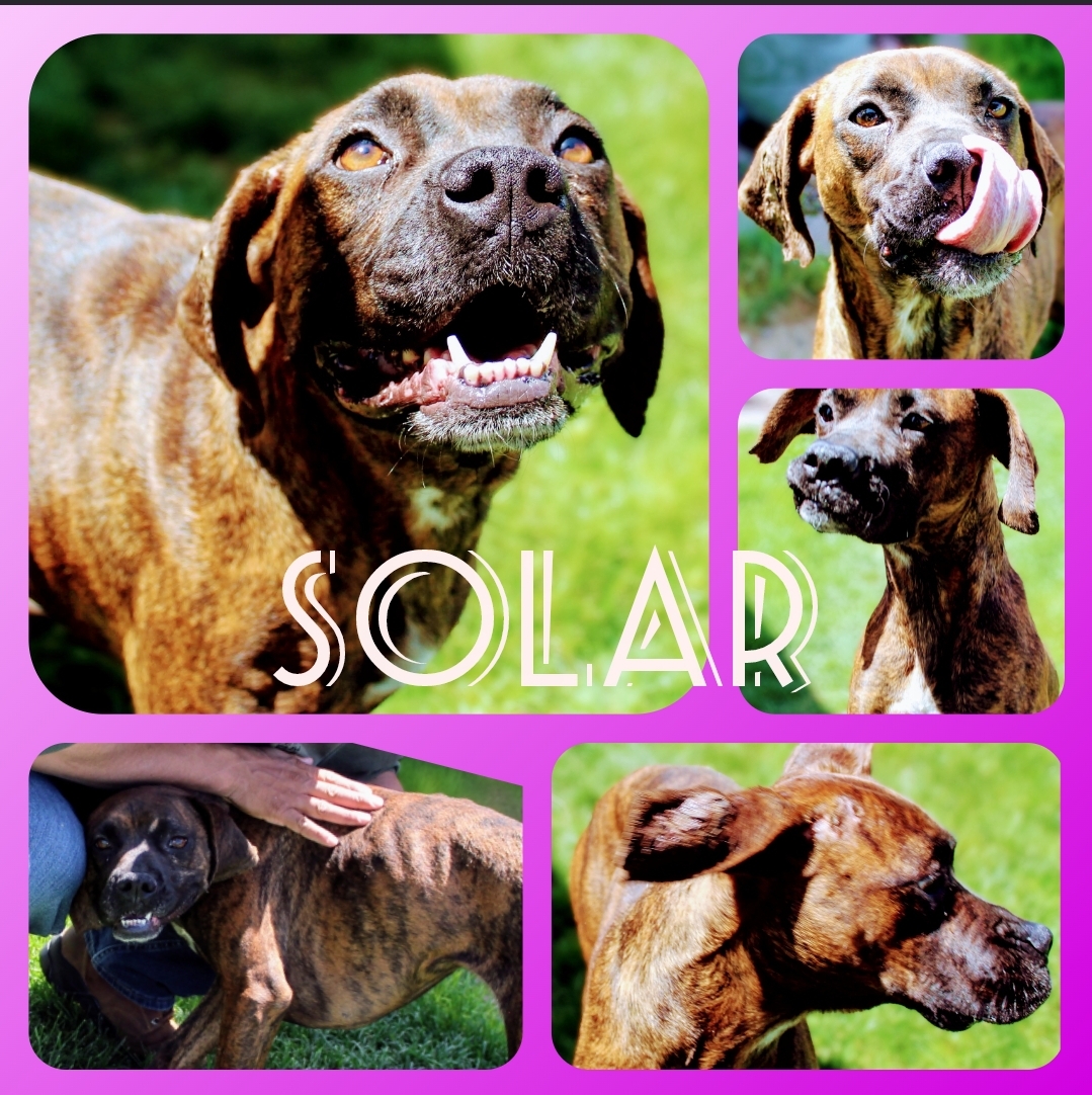 SOLAR, Adoptable, Adult Female Boxer.