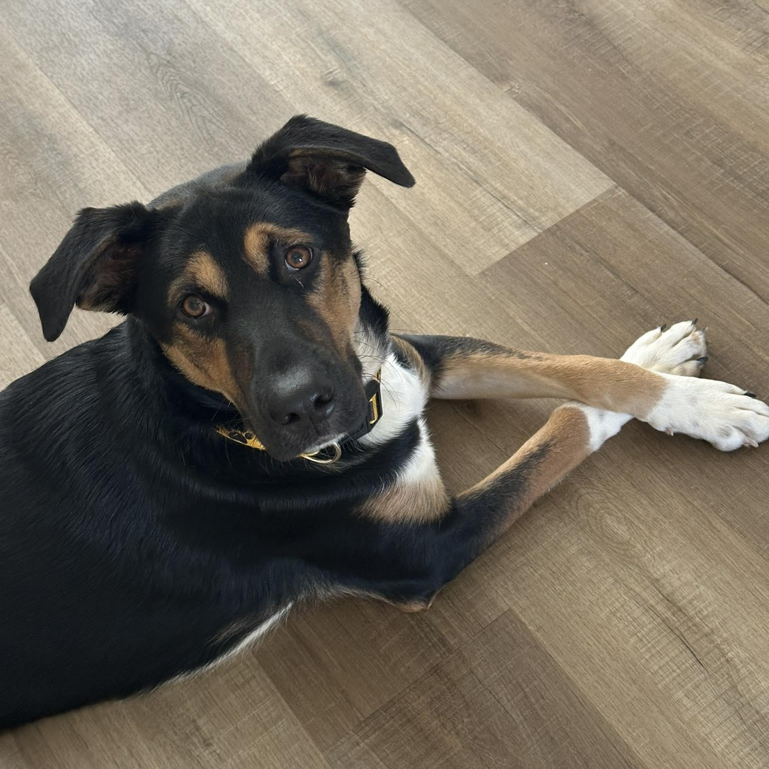 Enlarge Lucy, an adopted mixed breed in Rochester, NY image 1/6