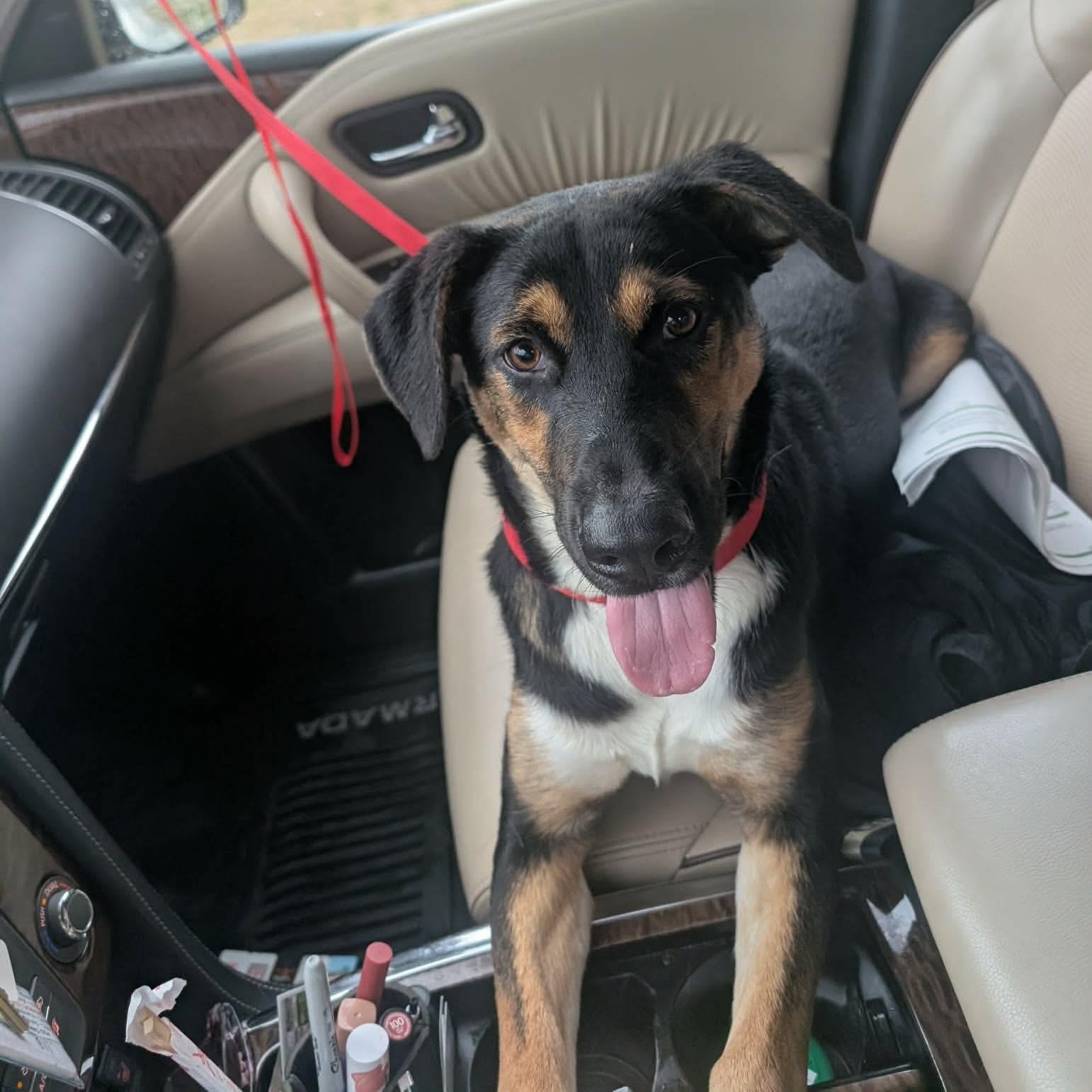 Enlarge Lucy, an adopted mixed breed in Rochester, NY image 4/6