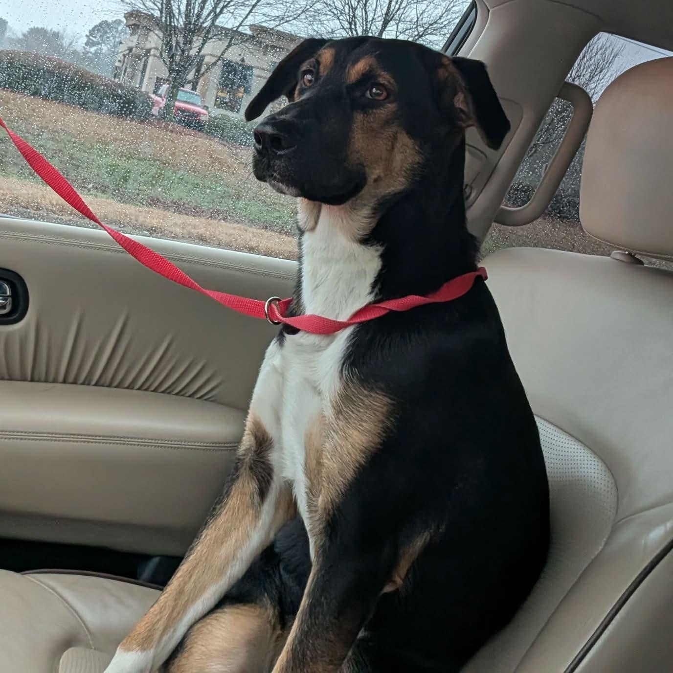 Enlarge Lucy, an adopted mixed breed in Rochester, NY image 3/6