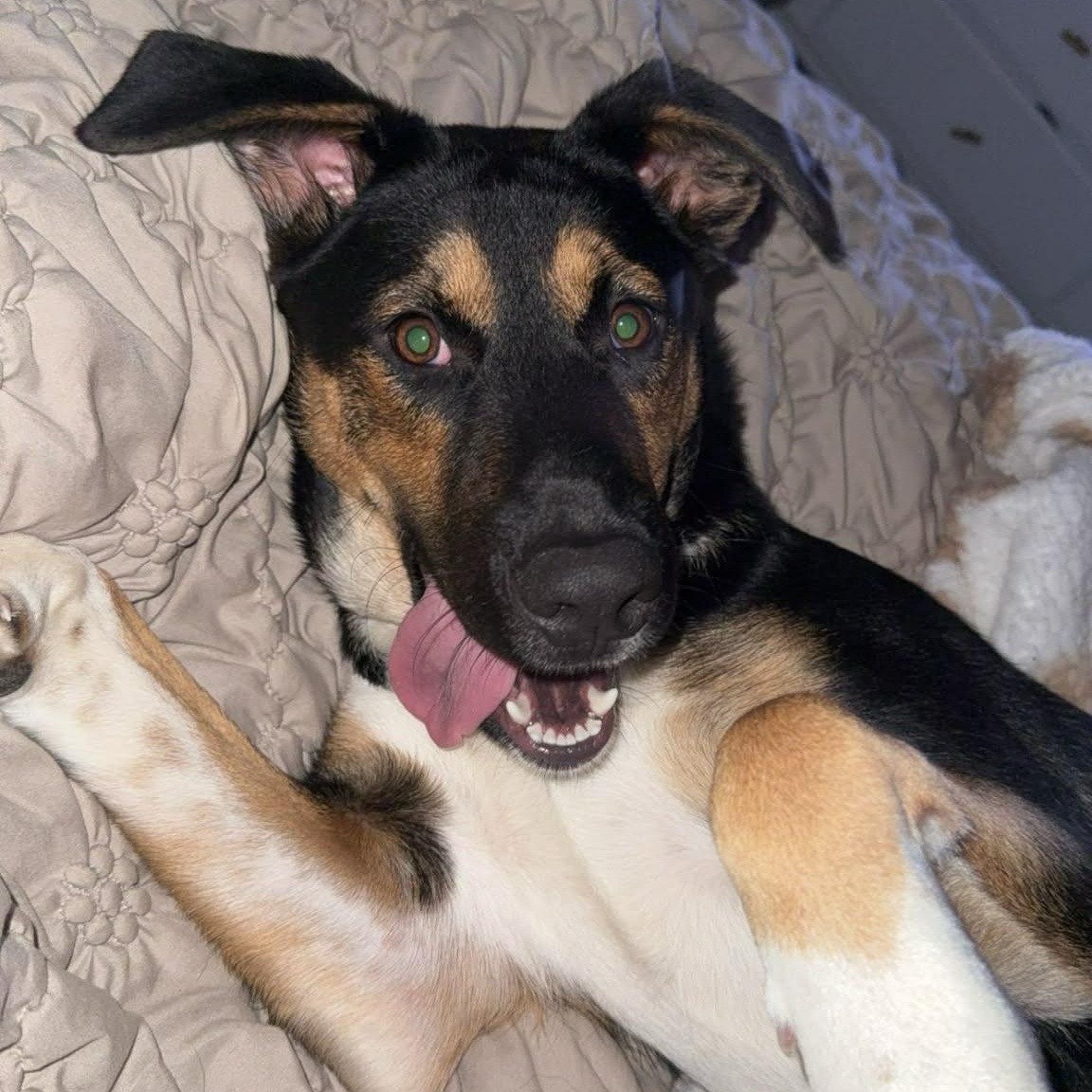 Enlarge Lucy, an adopted mixed breed in Rochester, NY image 2/6