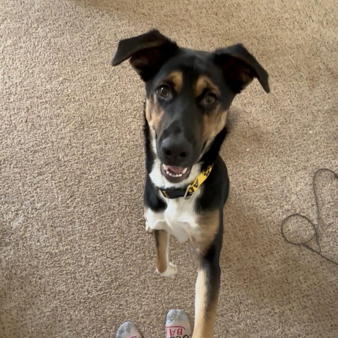 Enlarge Lucy, an adopted mixed breed in Rochester, NY image 6/6