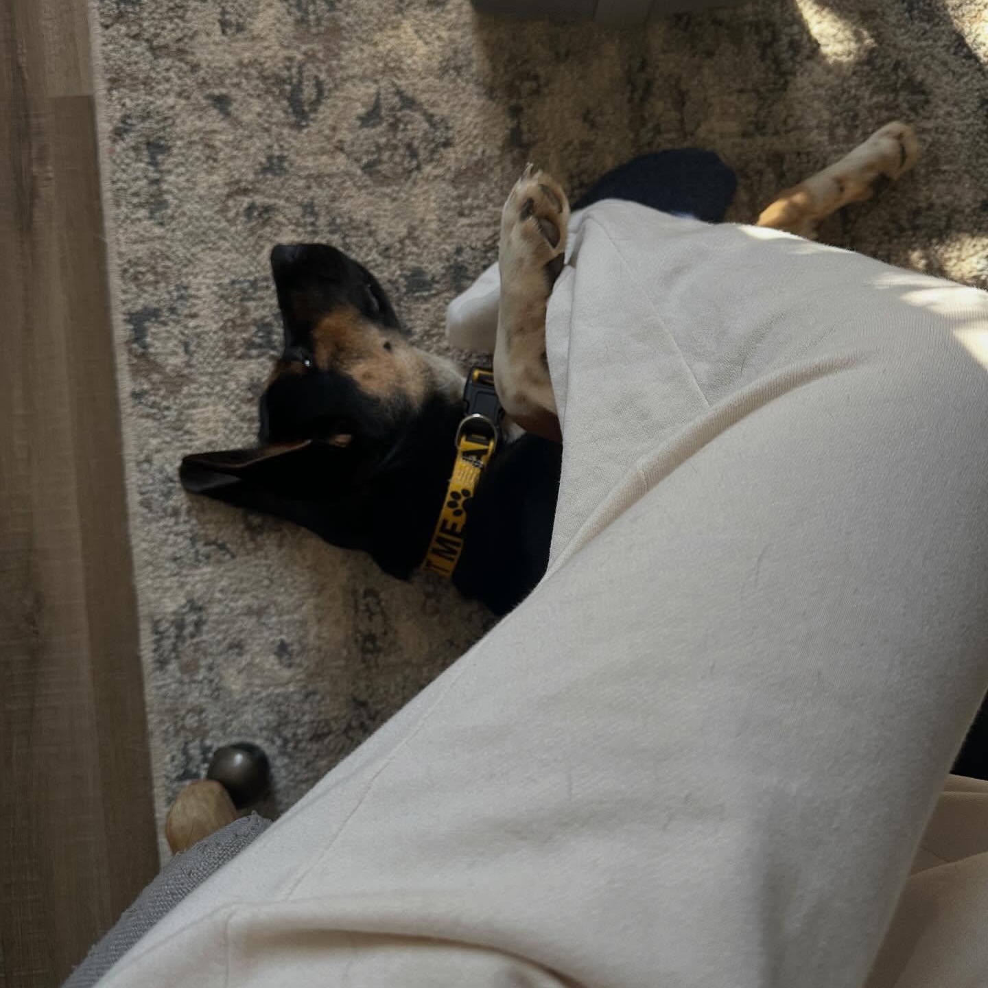 Enlarge Lucy, an adopted mixed breed in Rochester, NY image 5/6