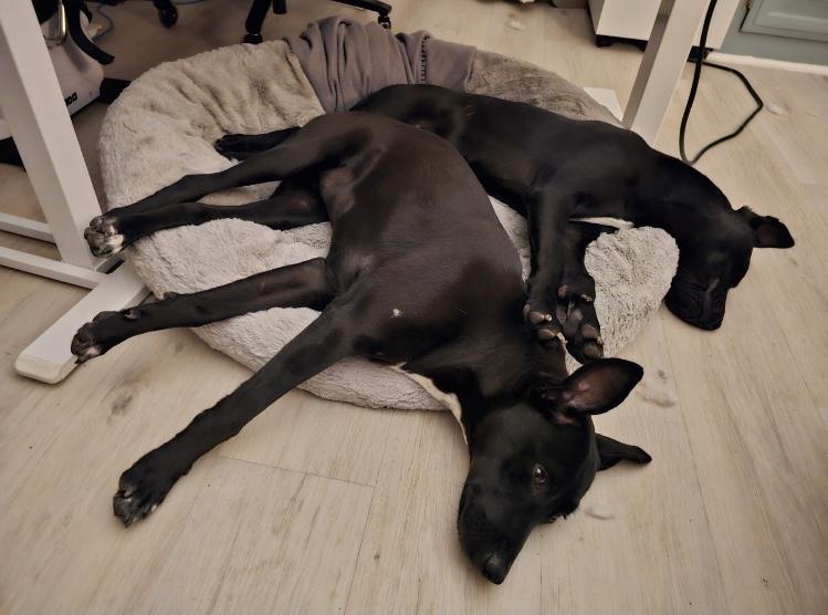 Sandy Cheeks thumbnail 2