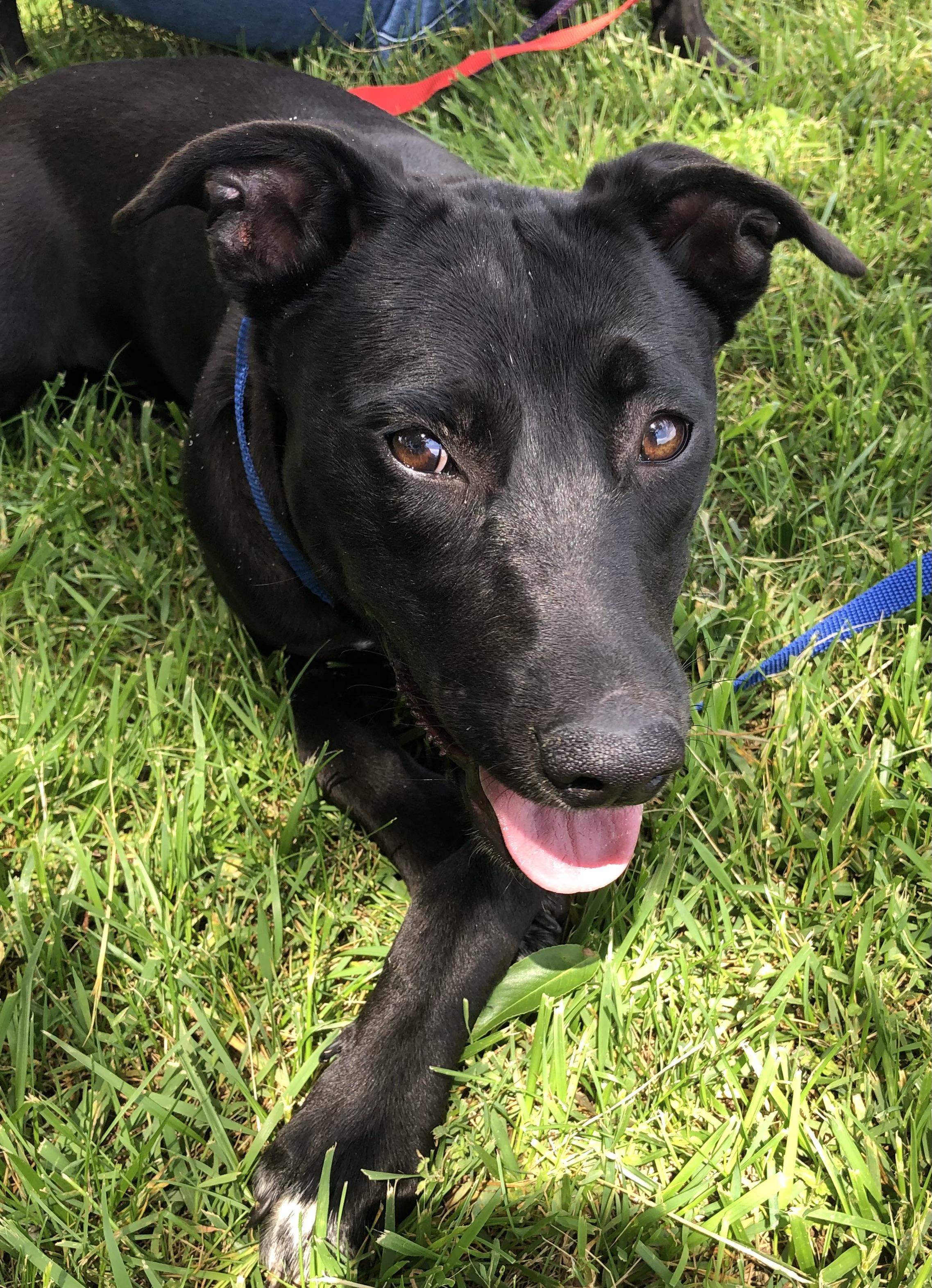 Enlarge Sandy Cheeks, a Adoptable mixed breed in Vienna, VA image 3/6