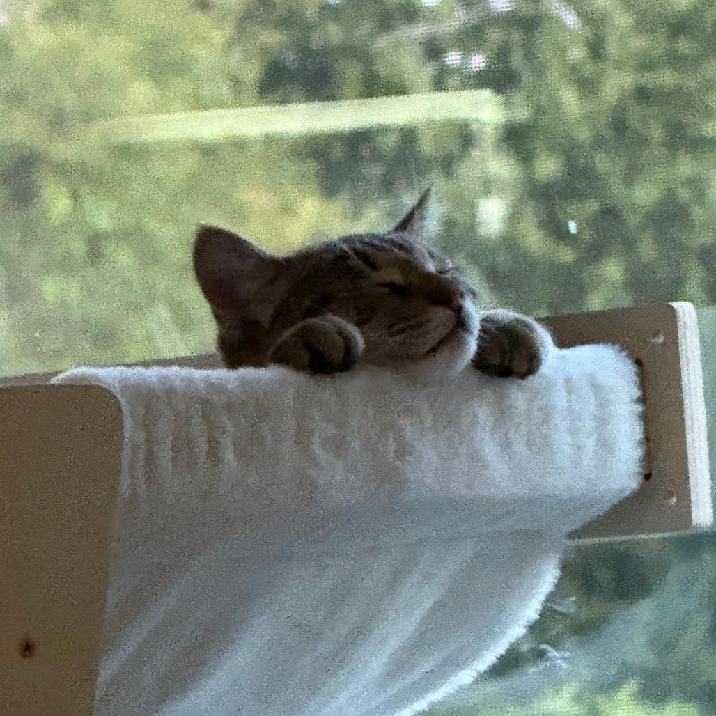 Mingski, Adoptable, Young Male Domestic Short Hair.