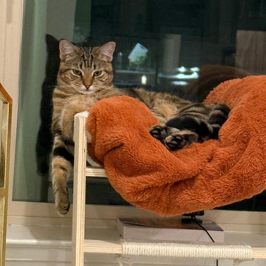 Enlarge Mingski, a Adoptable Domestic Short Hair in Sunnyvale, CA image 2/3