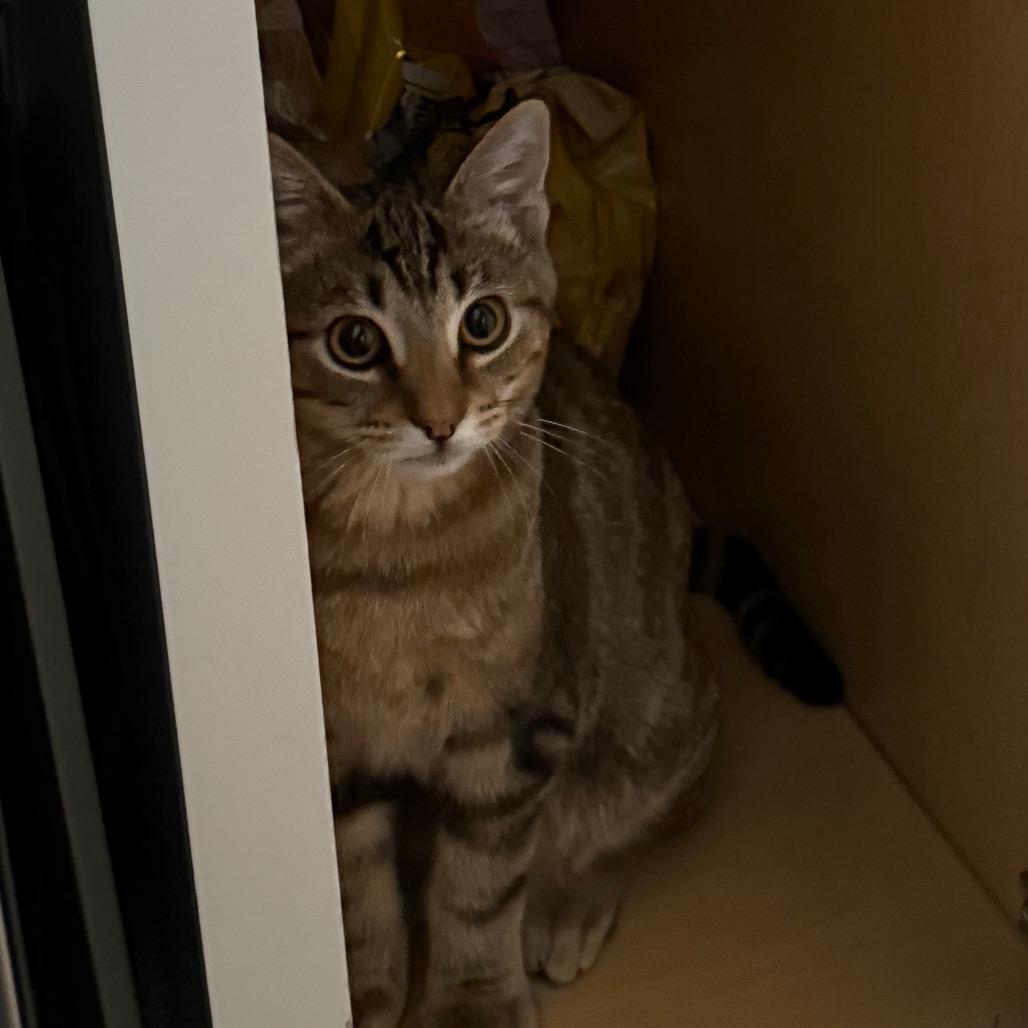 Enlarge Mingski, a Adoptable Domestic Short Hair in Sunnyvale, CA image 3/3